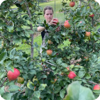 girl picking apples