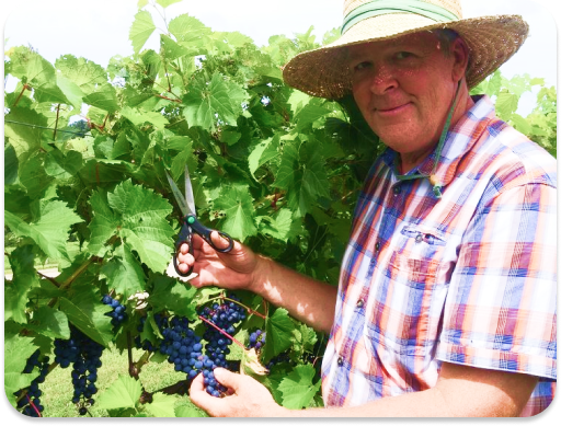farmer cutting leaves