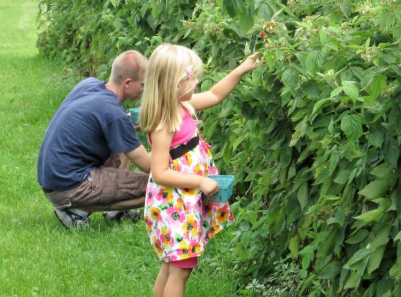 little girl picking apples